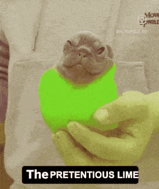 Humble Lemon Pibble GIF