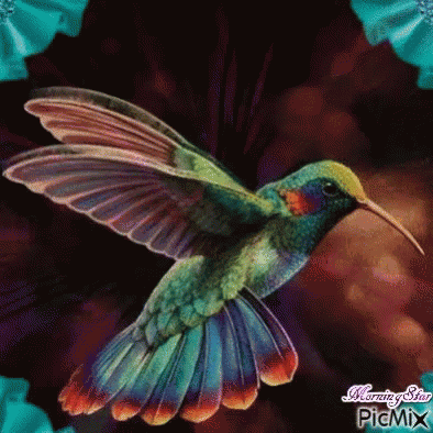Humming Bird GIF
