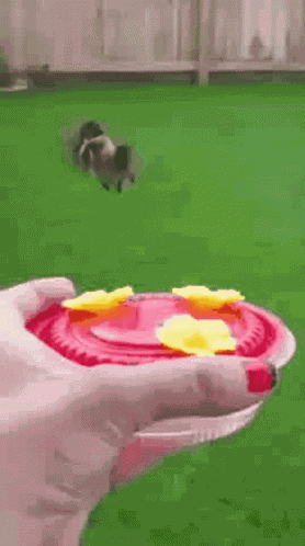 Hummingbird Hummingbirds GIF