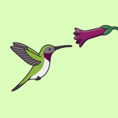 Hummingbird Springhum GIF