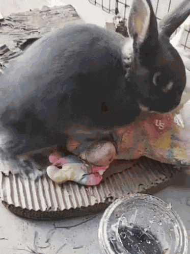 Hump Bunny GIF