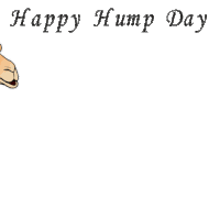 Hump Day Camel Sticker