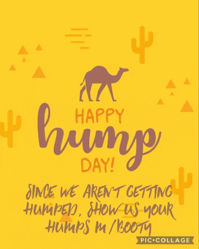 Hump Day Meme