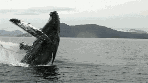 Humpback Whale Splash GIF
