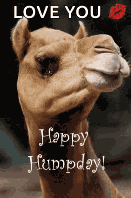 Humpday Happy GIF
