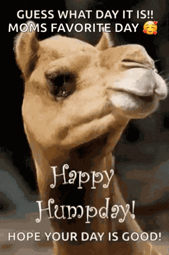 Humpday Wednesday GIF
