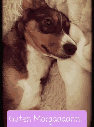 Hund Dog Guten Morgen GIF