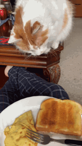 Hungry Cat GIF