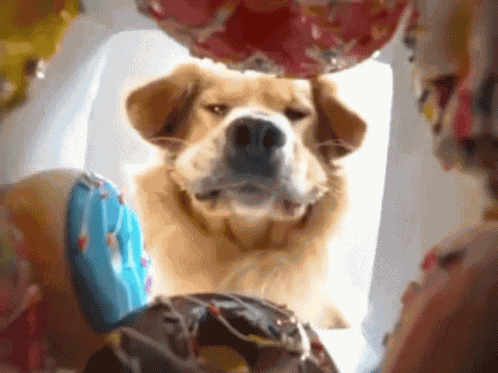 Hungry Dessert GIF