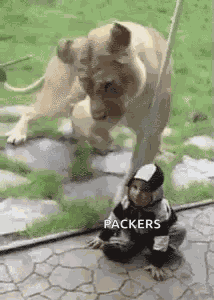 Hungry Lion GIF