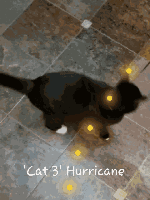 Hurricane Cat GIF