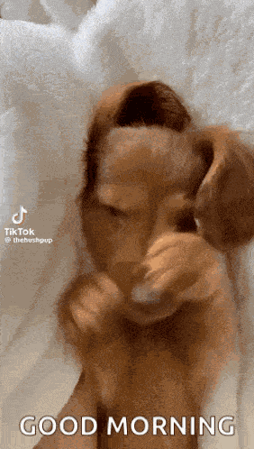 Hushpuppy Cute Dog GIF