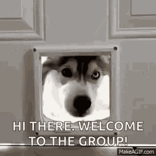 Huski Dog GIF