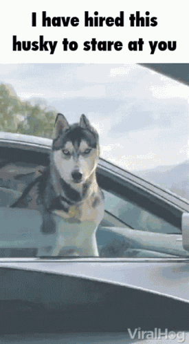 Husky Aoshima GIF
