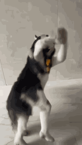 Husky Dance Dog GIF