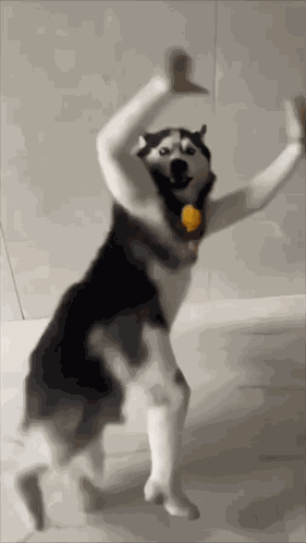 Husky Dence GIF