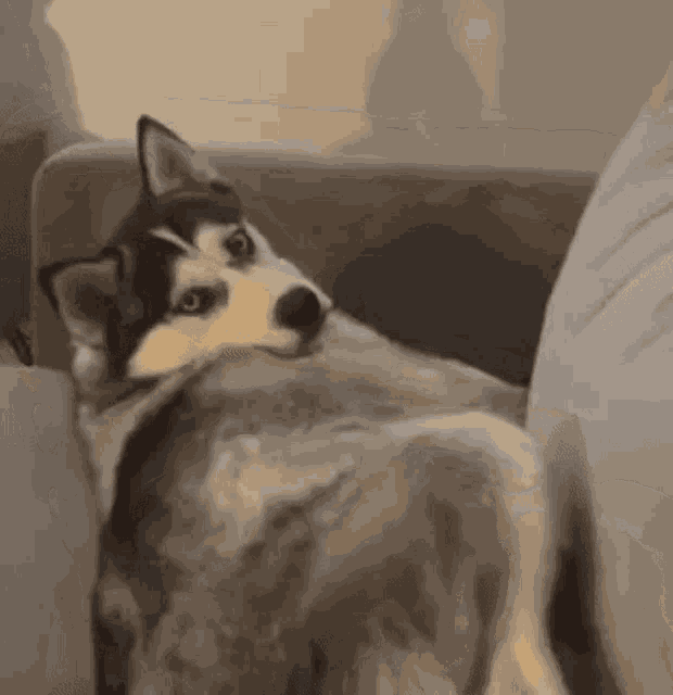 Husky Dog Eyeroll Eye Roll GIF