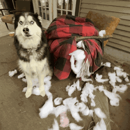 Husky Dog GIF