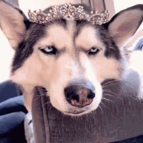 Husky Princess GIF