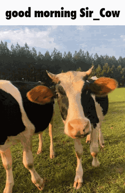 Hypixel Sir Cow GIF