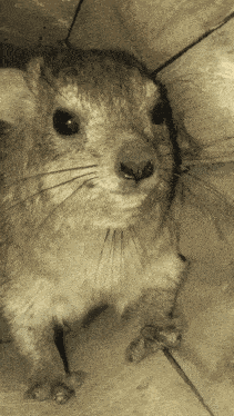 Hyrax Animal GIF