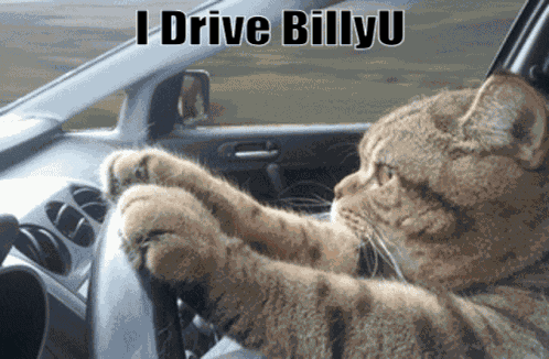 I Drive Billyu Billyu Cat GIF