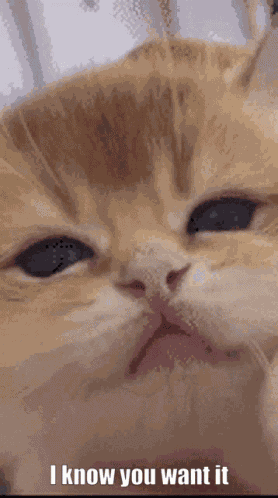 I Know You Want It GIF
