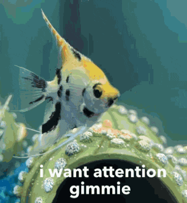 I Want Attention Chubbie The Fish GIF