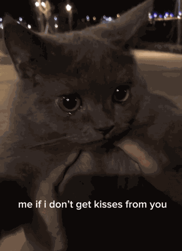 I Want Kisses Cat Sad Cat GIF