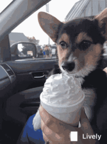Ice Cream Licking Ice Cream GIF
