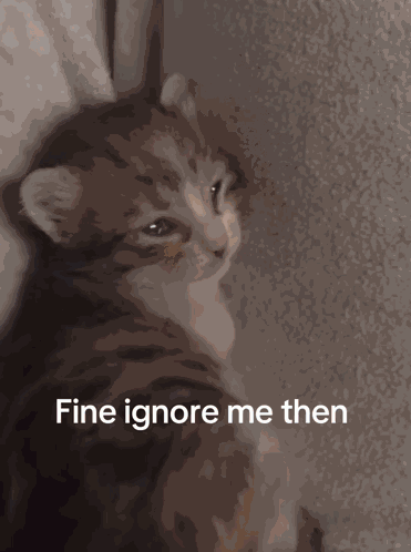 Ignore Kitty Sad Kitty GIF