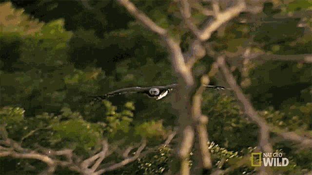 Im Coming Beware The Harpy GIF