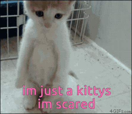 Im Stressed Im Just A Kitty GIF