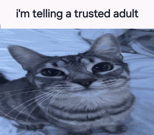 Im Telling A Trusted Adult Cat Meme