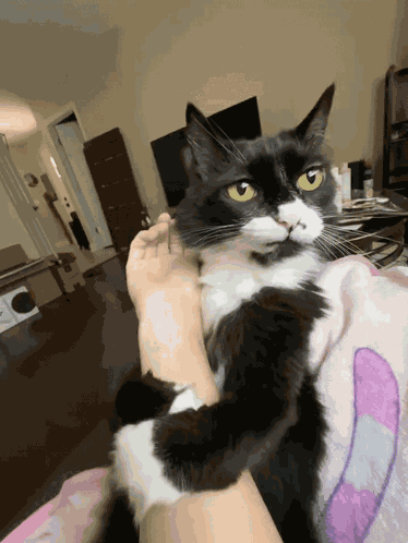 Immpsycho Cat Meme GIF
