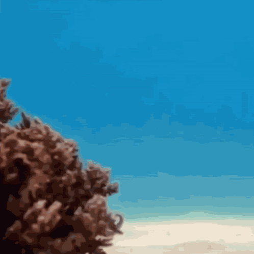 Inconspicuous Octopus Going For A Walk GIF
