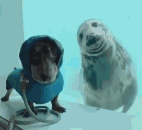 Inefablejuly Dachshund Dog Posing With His Best Friend A Seal GIF