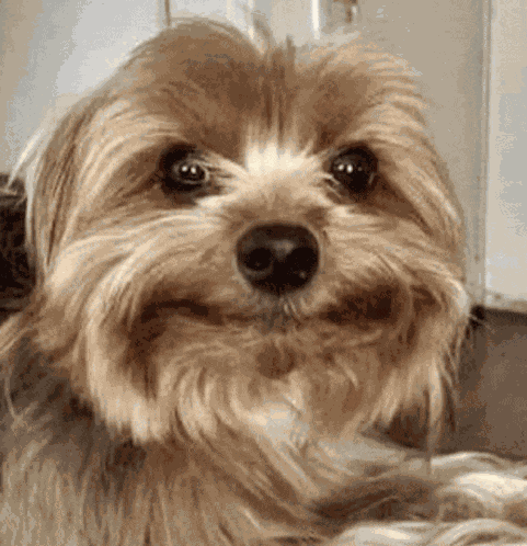 Innocent Smile Awkward Meme