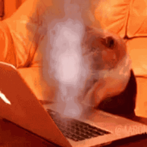 Insane Fast Typing Cat GIF