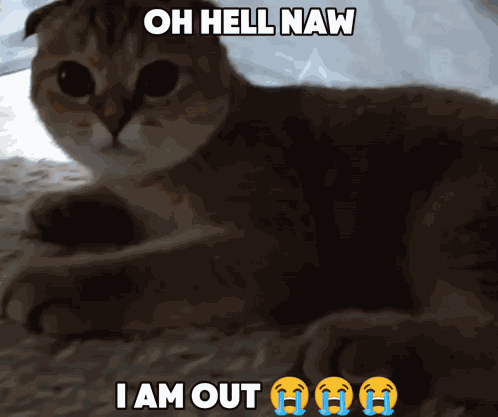 Iriska Cat GIF