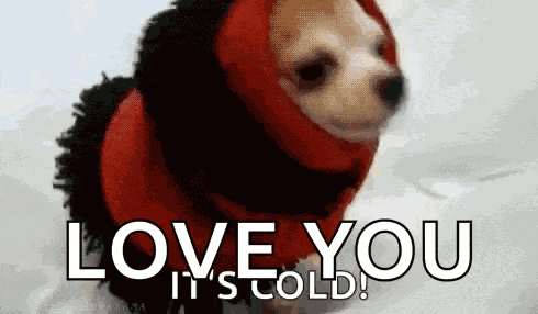 Its Cold Dogs GIF