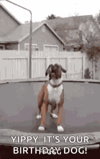 Its Your Birthday Happy Birthday GIF