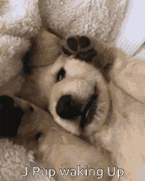 Jack Goodmorning GIF