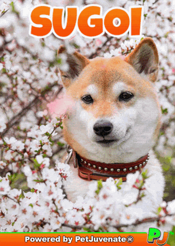 Japan Amazing Japanese Launguage Pj Petjuvenate Awesome GIF