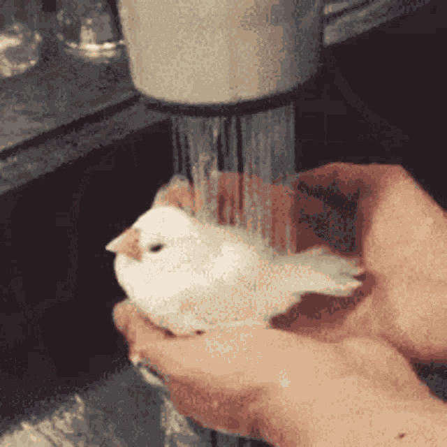Java Sparrow Java Finch GIF