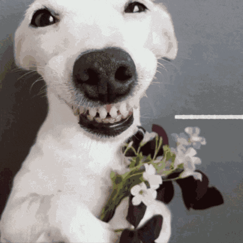 Jegulitos Jegulitos Juantin GIF