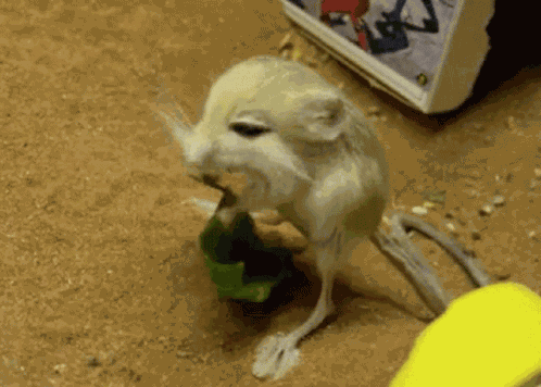 Jerboa Jerma GIF