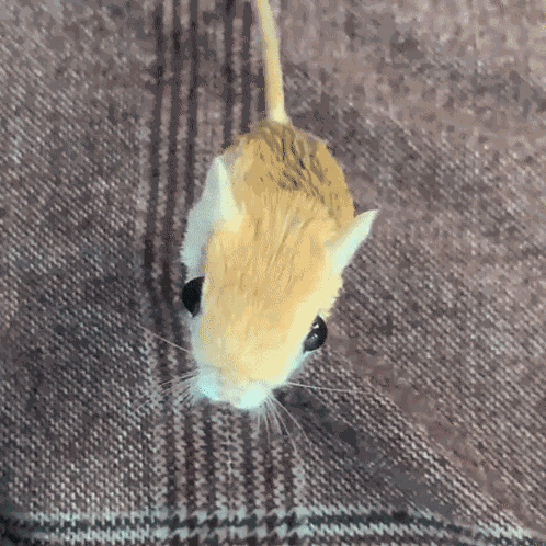 Jerboa Jump GIF