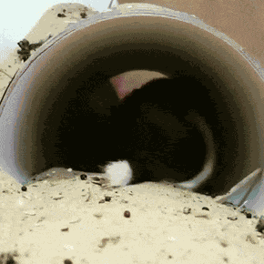 Jerboa Jumping Mouse GIF