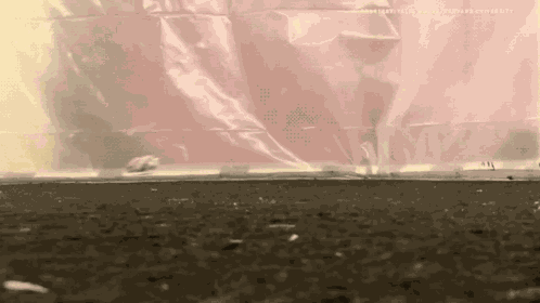 Jerboa Kangaroo Rat GIF